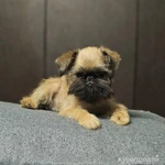 Фото №5 Щенки брюссельского гриффона