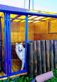 Фото " детский сад для собак"