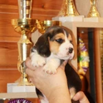 Фото №2 щенки бигля ркф