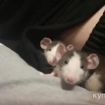 Фото №2 Продам крысу