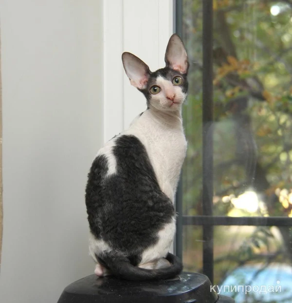 Фото Красивые котята корниш рекс