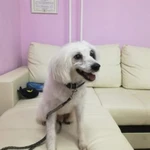 Фото №4 Стрижка собак и кошек