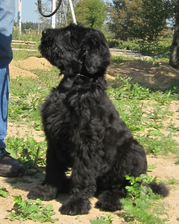 Фото Чёрного русского терьера щенки