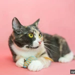 Фото №7 Трехцветная Мася