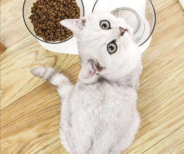 Фото Передержка котиков и кошек