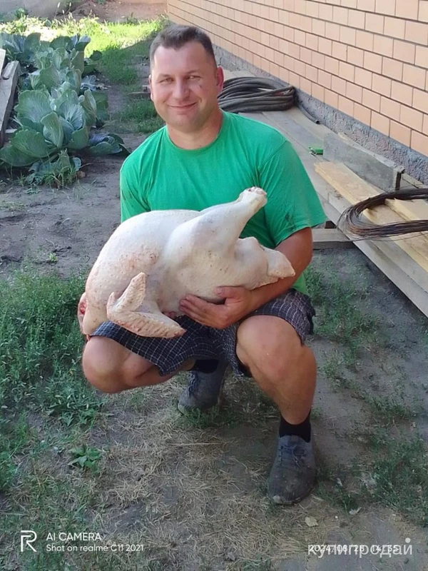 Фото Мясо индейки