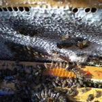 Фото №3 Пасека моргунова