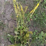 Фото №3 Репешок. Цена за 100 грамм.