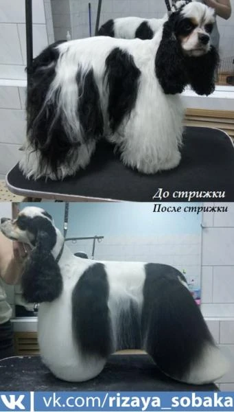 Фото Стрижка собак и кошек в Новороссийске