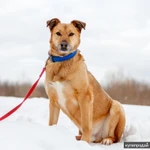 Фото №4 Дик - отличный кандидат на пристройство в семью