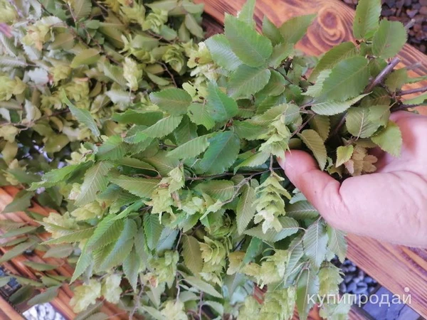 Фото Бук. Цена за 100 грамм.