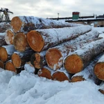 Фото №2 Кедр кругляк продажа оптом.