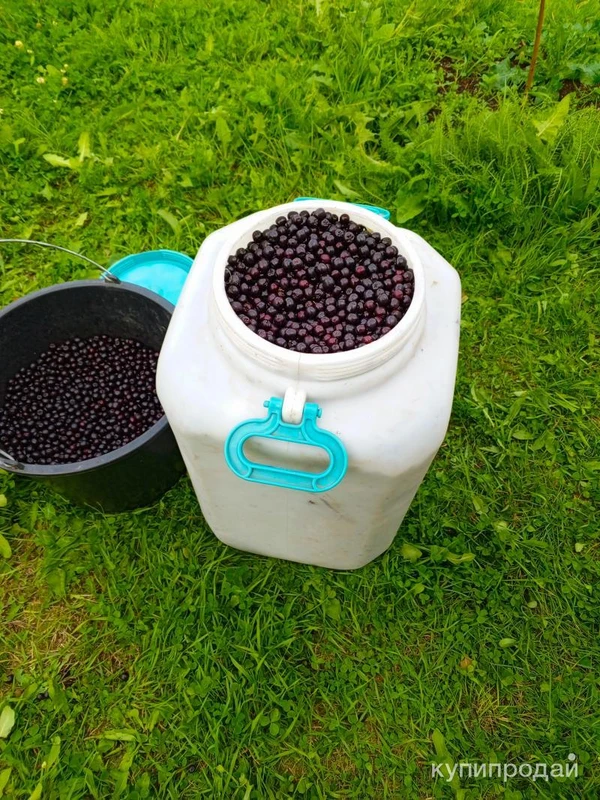 Фото Черноплодная рябина