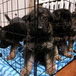 Фото №2 Черные овчарята