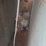 Фото №4 Отдам в добрые руки котят 2,5 месяца