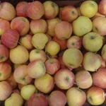 Фото №3 Яблоки Гала оптом от фуры.