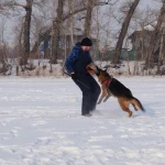 Фото №2 Дрессировка собак, хендлинг