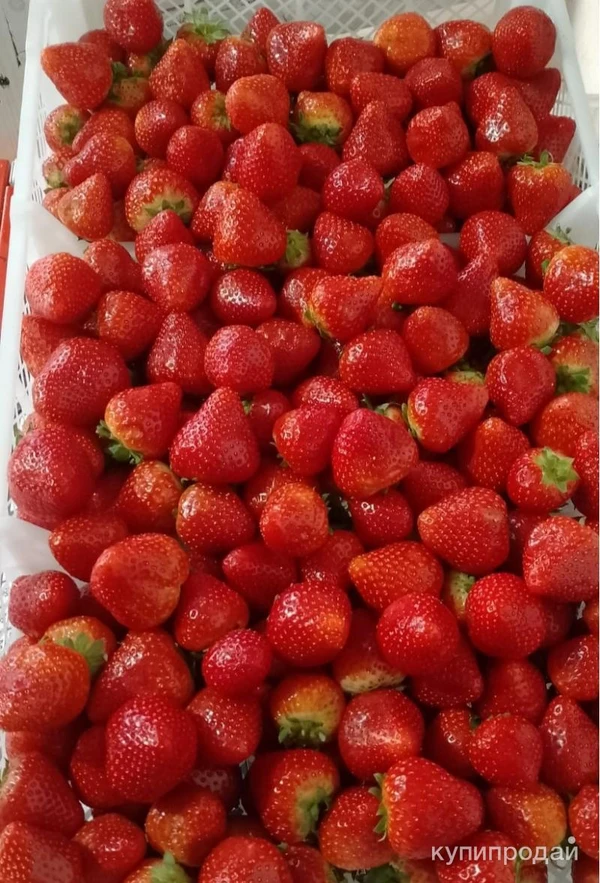 Фото Малина свежая доставка