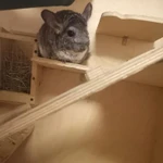 Фото №2 Шиншилла