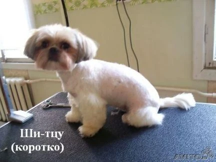 Фото Стрижка собак и кошек