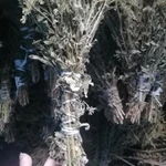 Фото №5 Золотарник Канадский/веники.