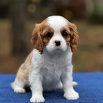 Фото №2 Шикарные породные девочки❤️