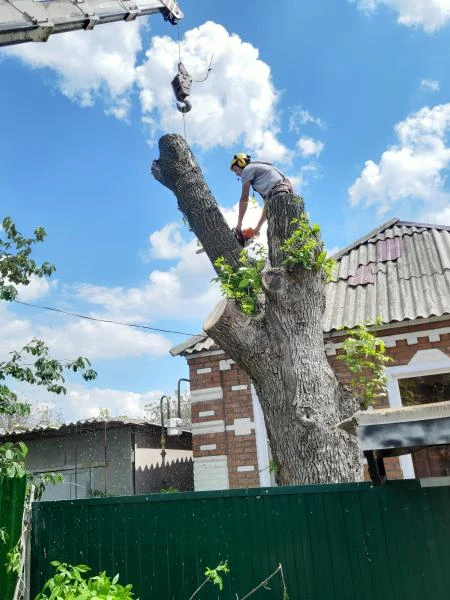 Фото Спил и обрезка деревьев в Чалтыре
