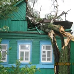 Фото №2 Спил деревьев