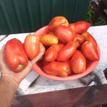 Фото №2 Помидоры