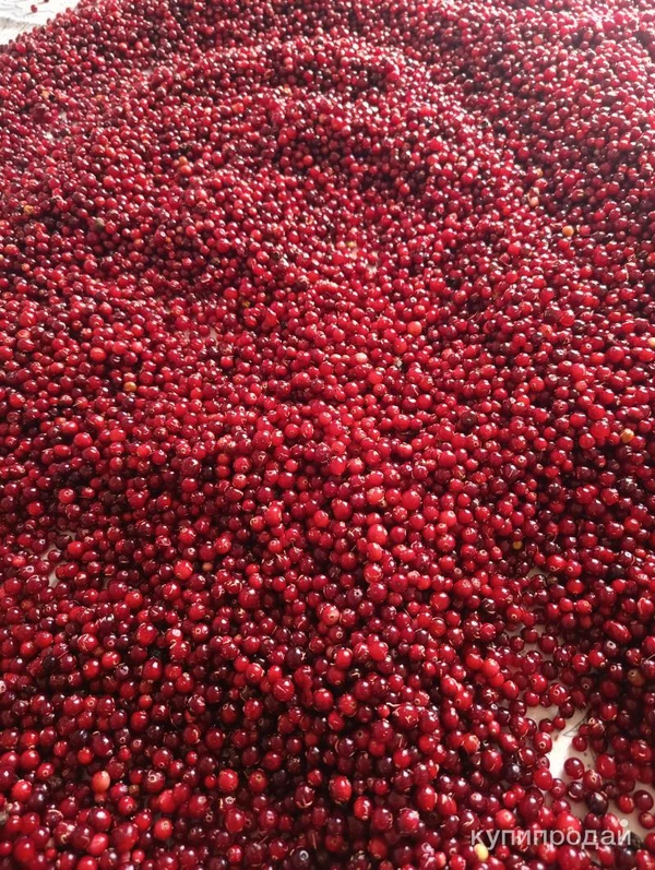 Фото Клюква северная