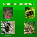 Шершни, осы, тараканы, клещи и скорпионы - Избавим