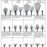 Обрезка Лечение дупел Расчистка Покос Каблинг Брейсинг