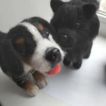 Фото №2 Шпиц черный