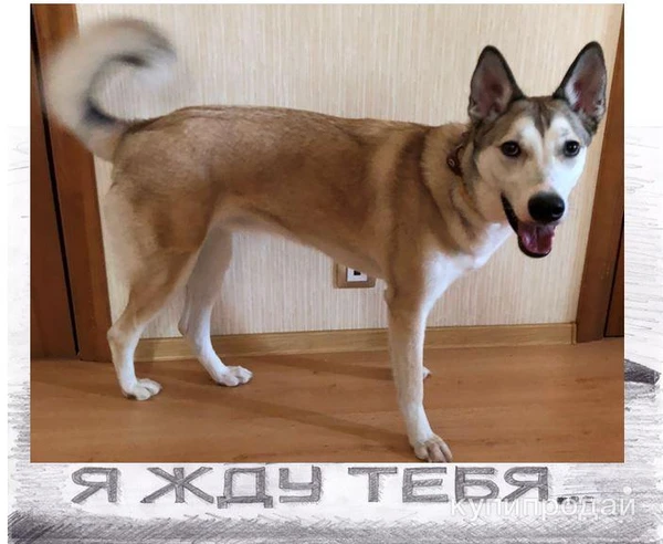 Фото Ищем хозяина