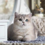 Фото №5 Британская девочка Виолетта