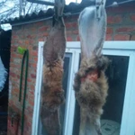 Фото №2 продам сушёные уши домашнего кролика (Лакомство для собак)