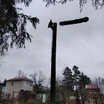 Фото №2 Удаление и спил деревьев