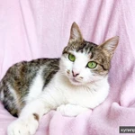 Фото №8 Не просто кошка - королева в добрые руки