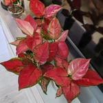 Фото №3 Аглаонема