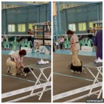 Фото №4 Дрессировка