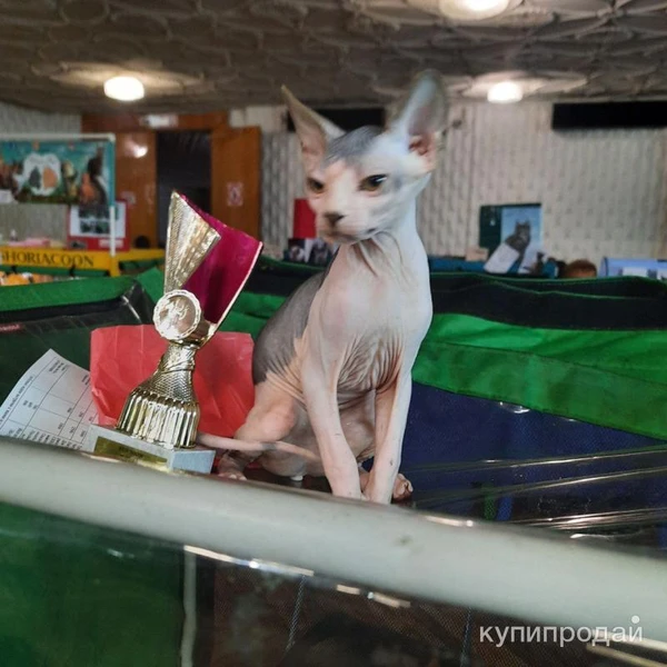 Фото ЛАСКОВЫЕ И НЕЖНЫЕ КОТОДЕТКИ