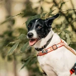 Фото №7 Красавица Грея в поисках дома и хозяина