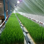 Фото №12 Сок ростков пшеницы - Витграсс