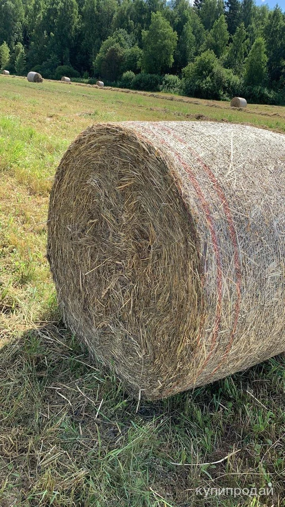 Фото Продаем сено