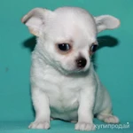 Фото №8 чихуахуа белоснежный мальчик шоу