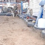 Фото №7 Kindergarten_for_dogs 
