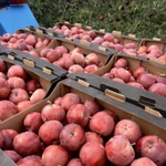 фото Яблоки оптом с доставкой