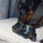 Фото №9 Продаются замечательные щенки породы "Доберман" от титулованных родителей.