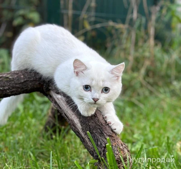 Фото Голубоглазый блондин британской породы