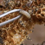 Фото №6 ОГНЁВКА ПЧЕЛИНАЯ (ВОСКОВАЯ МОЛЬ)